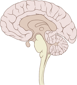 檔案:Brain human sagittal section.svg